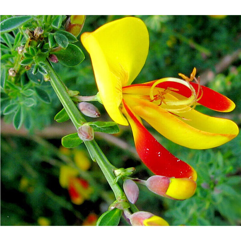 瑰季金雀梅盆栽锦鸡儿金丝黄金雀树桩花苗花卉植物室内外四季好养盆景