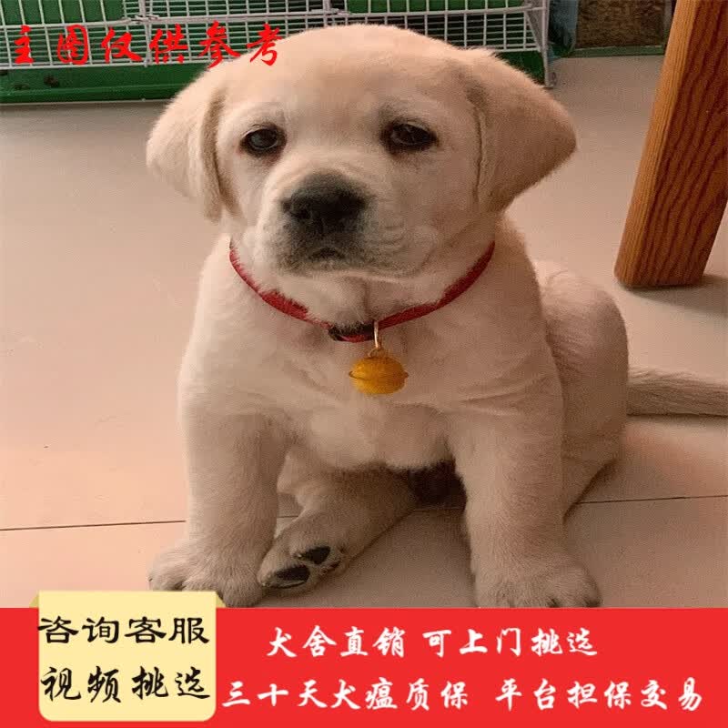 桓瑞宠物拉布拉多犬幼犬幼崽导盲犬纯种宠物狗狗活体大型犬犬舍直销 宠物级A款 公属于什么档次？