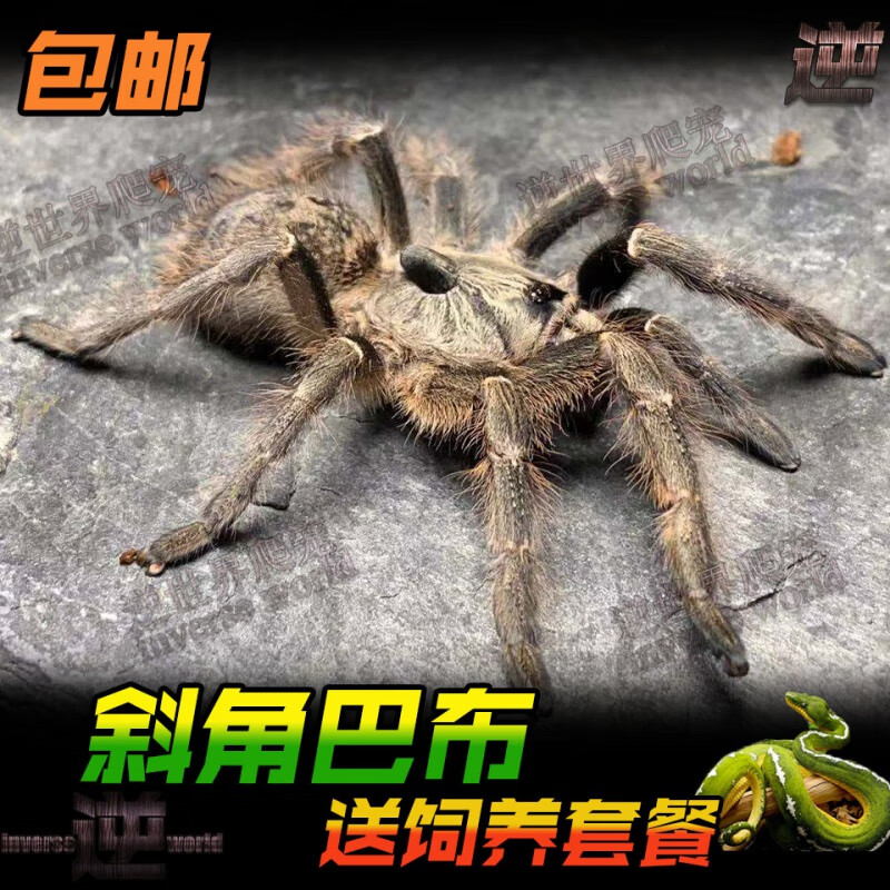 斜角巴布宠物蜘蛛1-12厘米凶猛好养独特黑角兽盘丝大仙活体 斜角2-2.