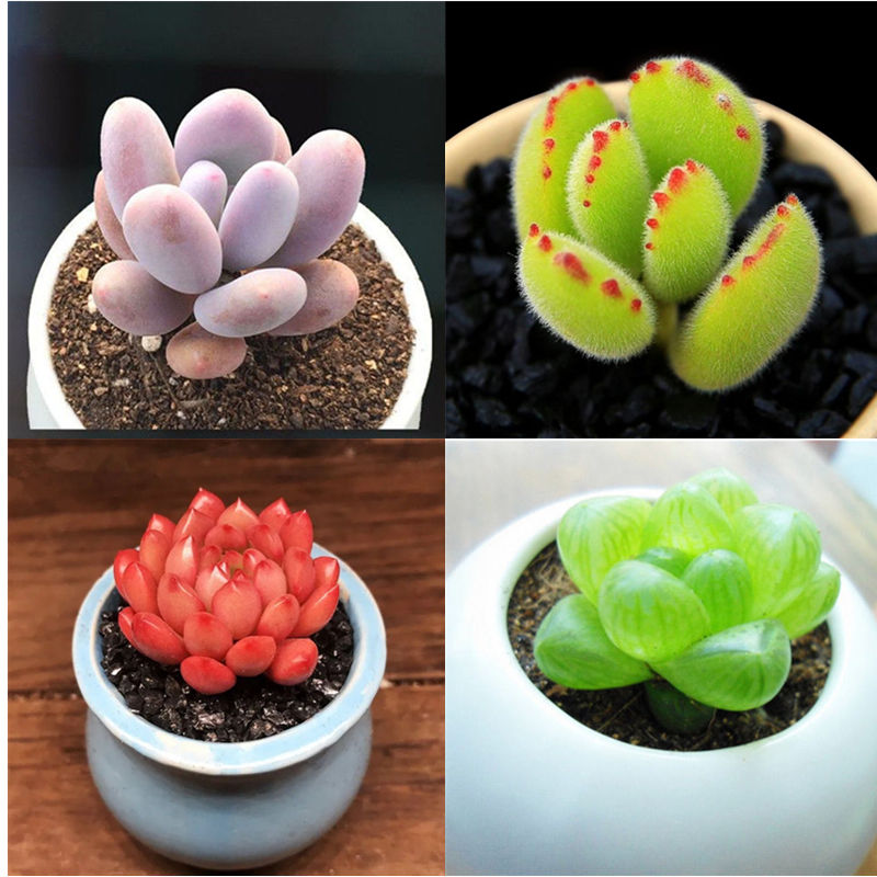 【精品绿植】多肉植物新品种批发稀有多肉大全带盆栽好绿植好养桃蛋