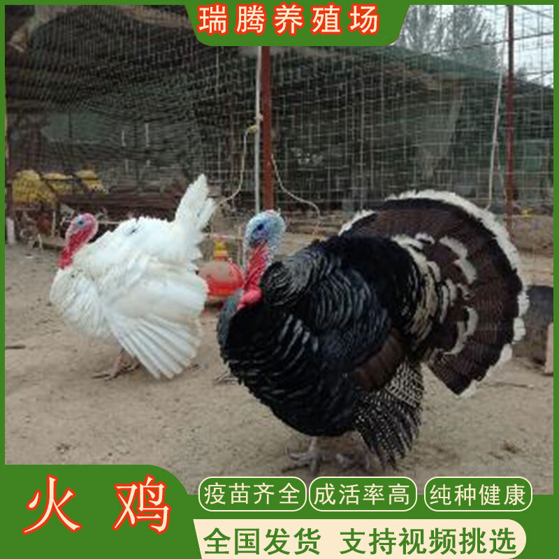 火鸡活尼古拉火鸡活巨型火鸡活青铜火鸡