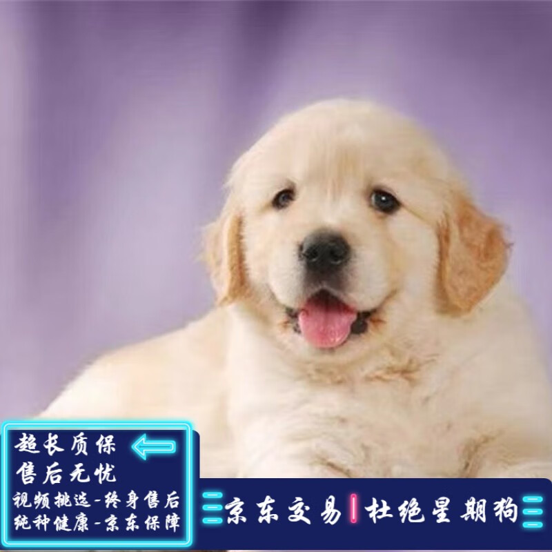 金毛幼犬宠物狗纯种狗狗活体幼崽大型犬寻回犬小狗崽活物宠物级s级 虎窝购