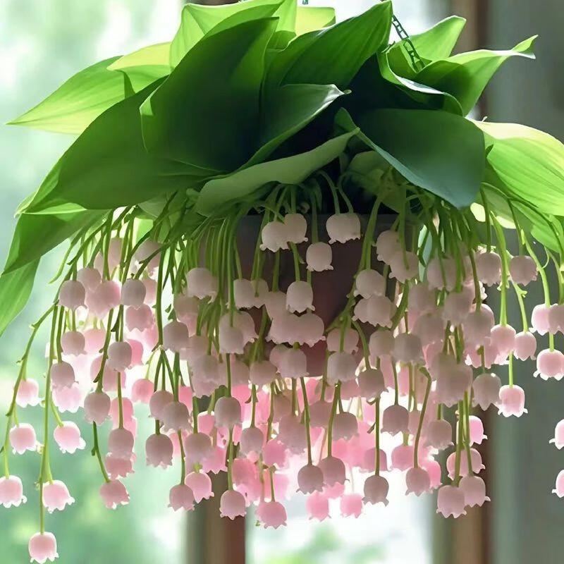 铃兰花苗浓香带芽多年生四季开花室内阳台绿植盆栽耐寒好养活花卉 10