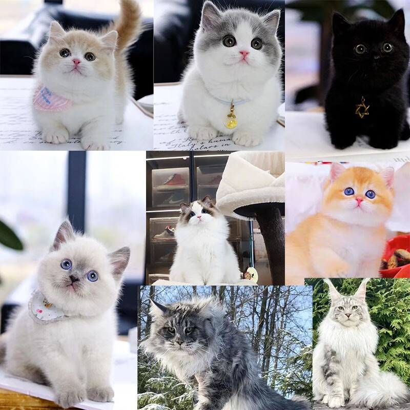 涴喵（视频选宠）英短金渐层宠物猫咪活体家养伴侣宠物布偶缅因德文 宠物编号：20566068怎么看?