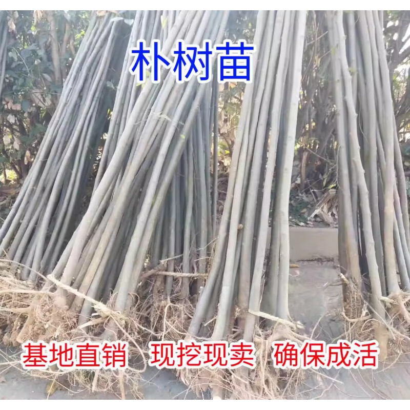 jia)朴树苗拆迁占地苗工程绿化苗庭院别墅景观树苗朴树小苗行道大树苗