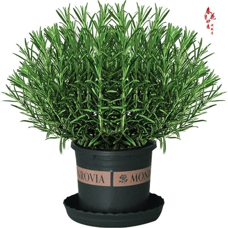 迷迭香盆栽桌面盆栽 迷失香植物 客厅办公桌绿植 迷失香 1加伦 带盆栽