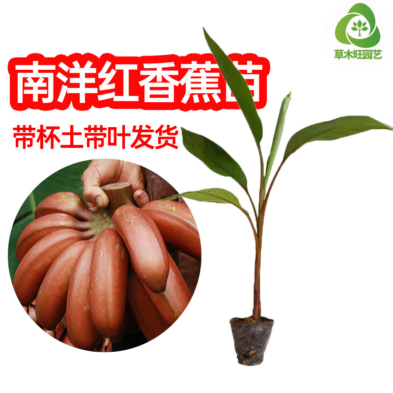 树苗 矮化粉蕉苗 皇帝蕉苗 红香蕉苗 当年结果 果树果苗 南洋红香蕉苗