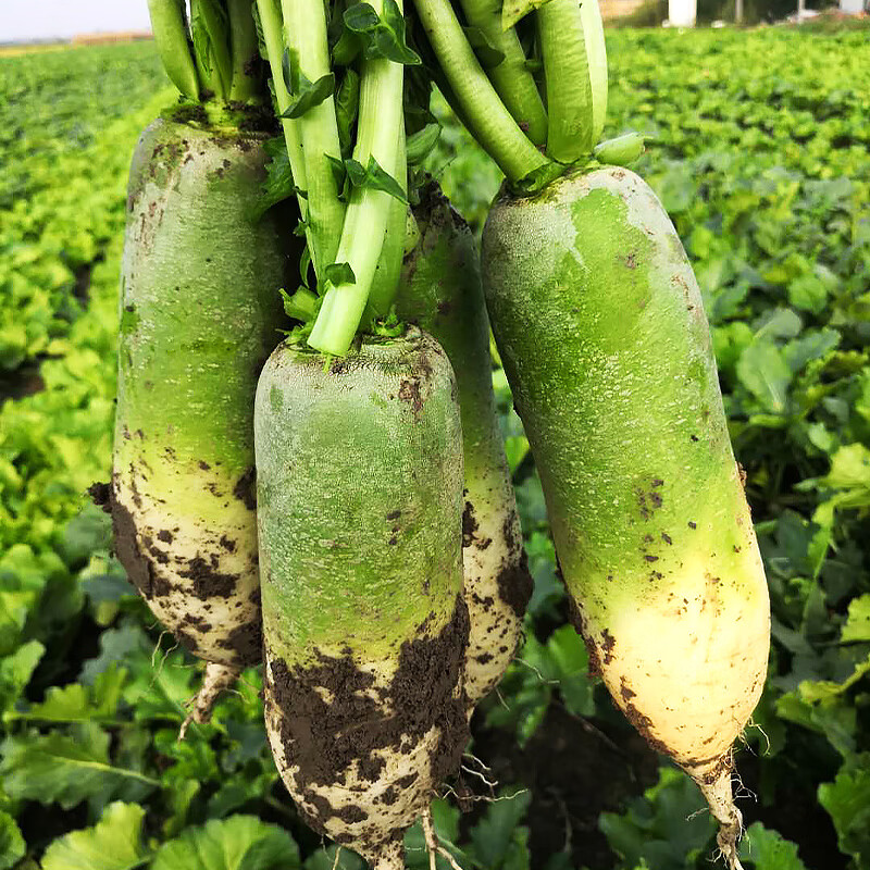 榄菊 野菊花不伤手洗洁精1.