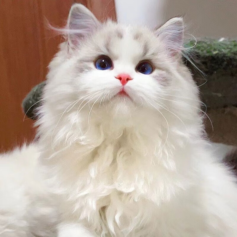 如何选择一只健康可爱的猫咪，价格走势详解|看猫咪活体价格走势的软件