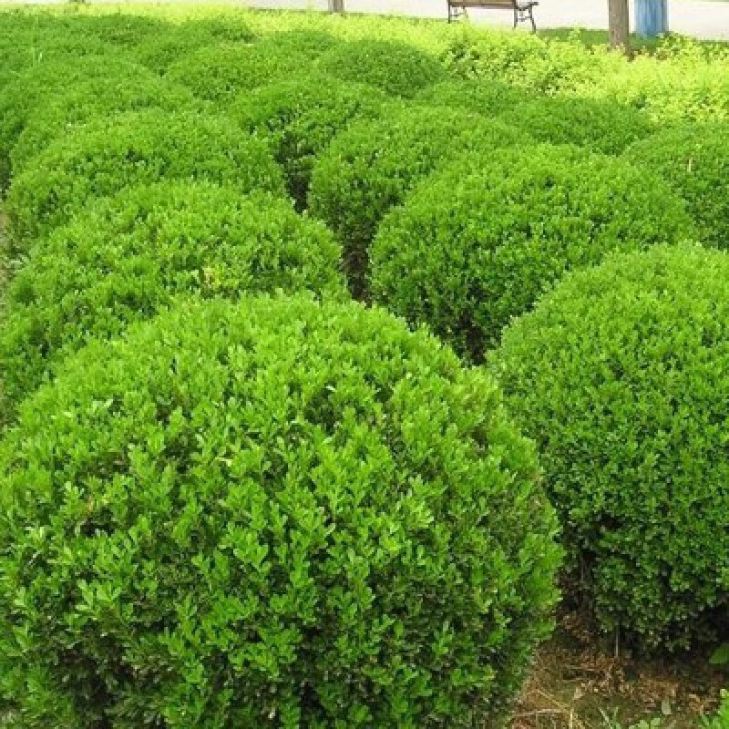 庭院绿篱植物造型树小叶黄杨树苗瓜子黄杨球盆景四季长青冬青树苗