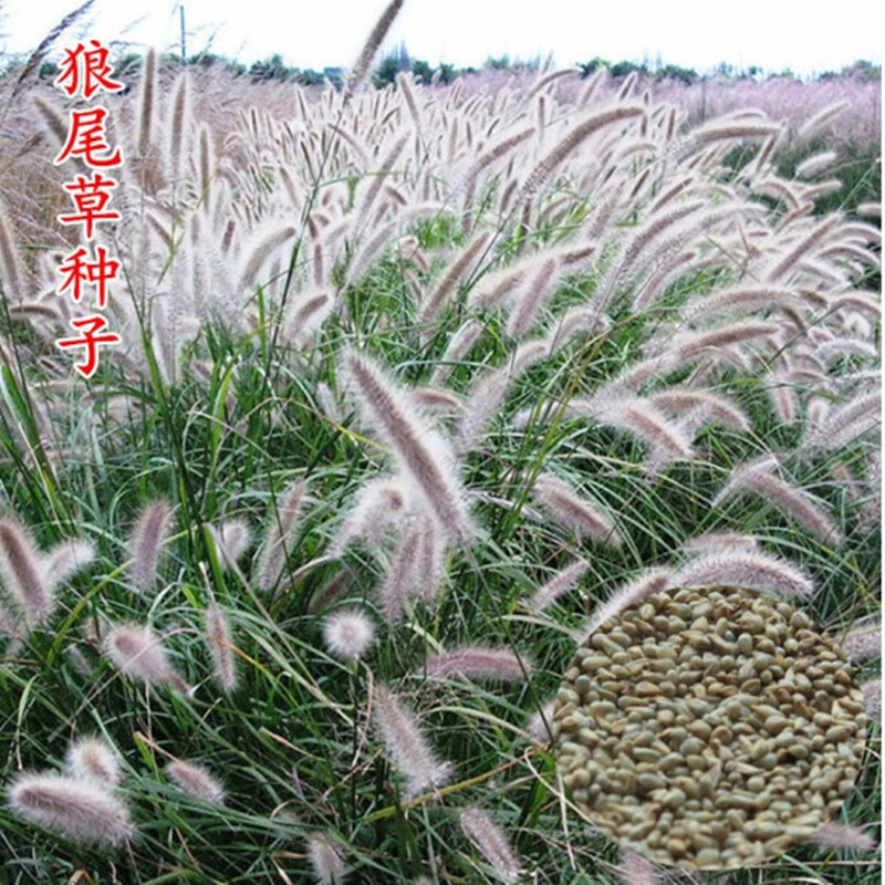 一播大地 护坡观赏狼尾草种子 狗尾巴草种子 狗尾草种子 牧草护坡草