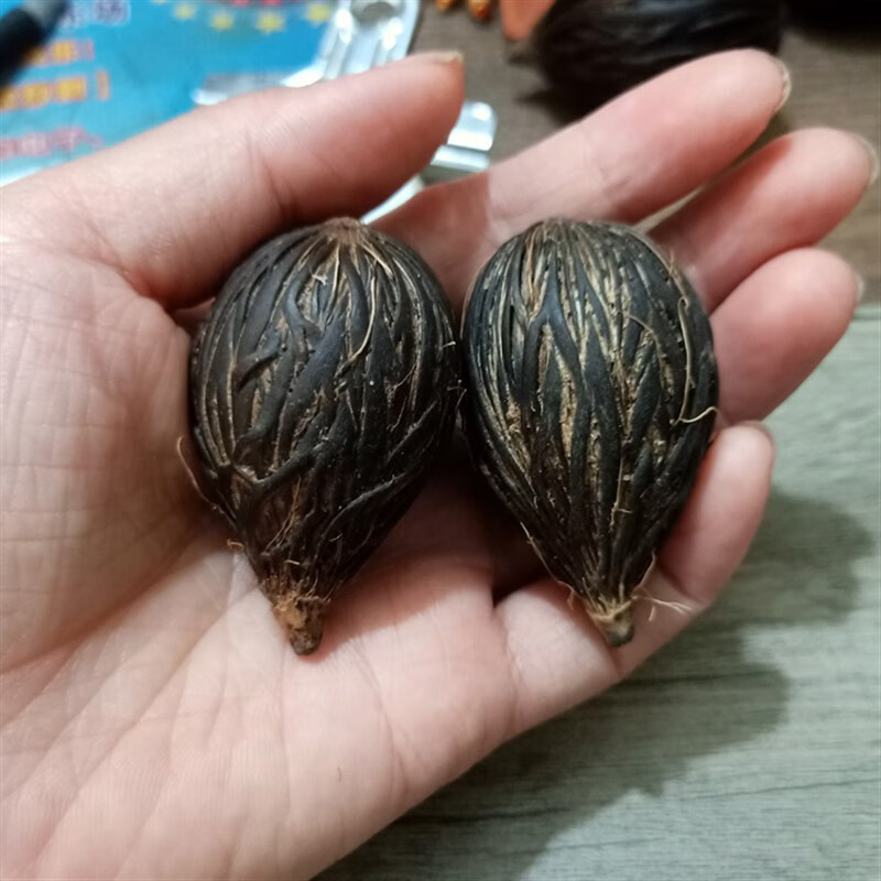 奢欧兰千丝菩提原籽 狐尾椰子种子挂件手把件diy汽车挂件钥匙扣稀有