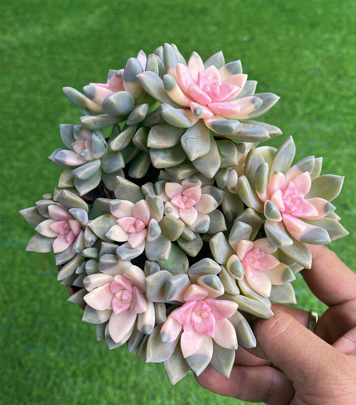 仙子卡梵硕粉心淡雪锦 云南基地直发 彩色鲜艳好养书房办公室萌物多肉