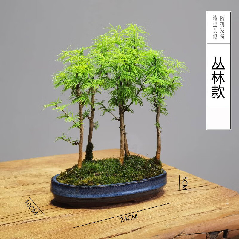 唐花芬阁丛林造型金钱松树树苗小苗盆景小树桩室内四季常青组盆素材