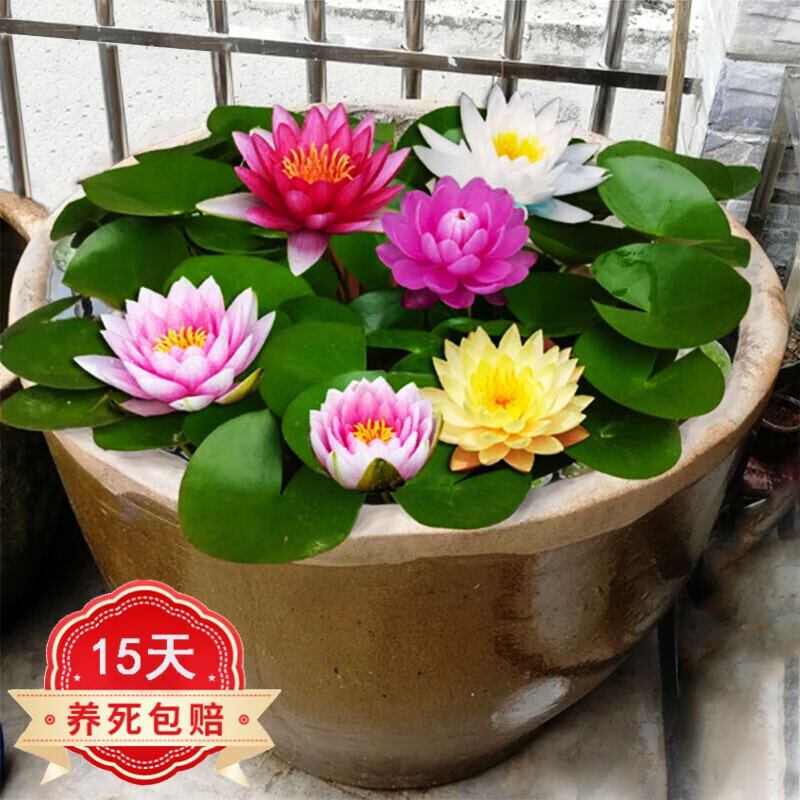 沭之美睡莲根块根苗盆栽水培水养水生绿植  睡莲根块3个（混色）不含盆怎么看?