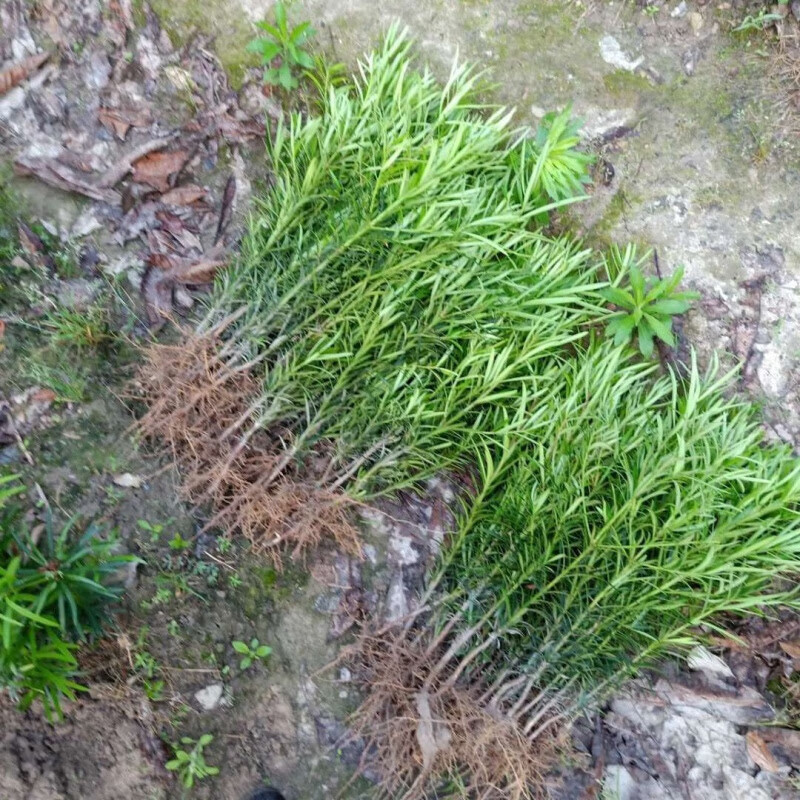 芷蕾罗汉松树苗雀舌罗汉松苗罗汉松盆栽罗汉松 20公分左右高1颗