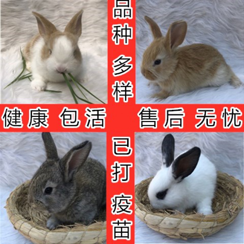 兔子活物小白兔活体比利时新西兰兔苗大型种兔肉兔可繁殖家养公主