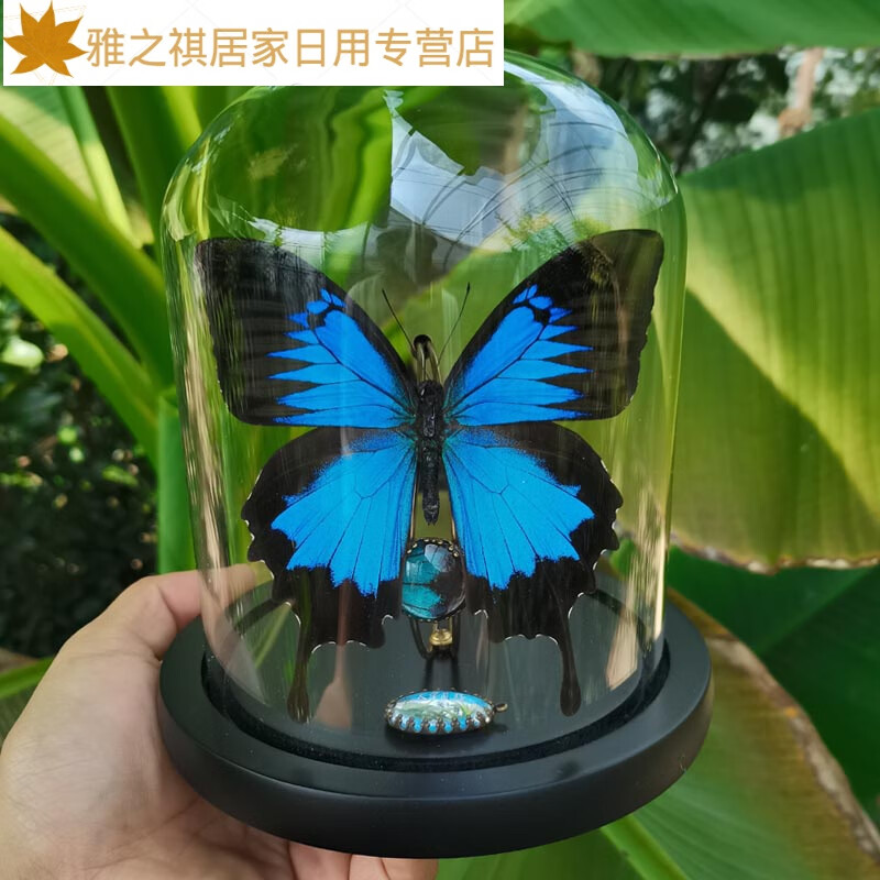 筏芯动物标本 昆虫标本 新居入伙礼物蝴蝶标本真蝴蝶 玻璃罩摆件玄关