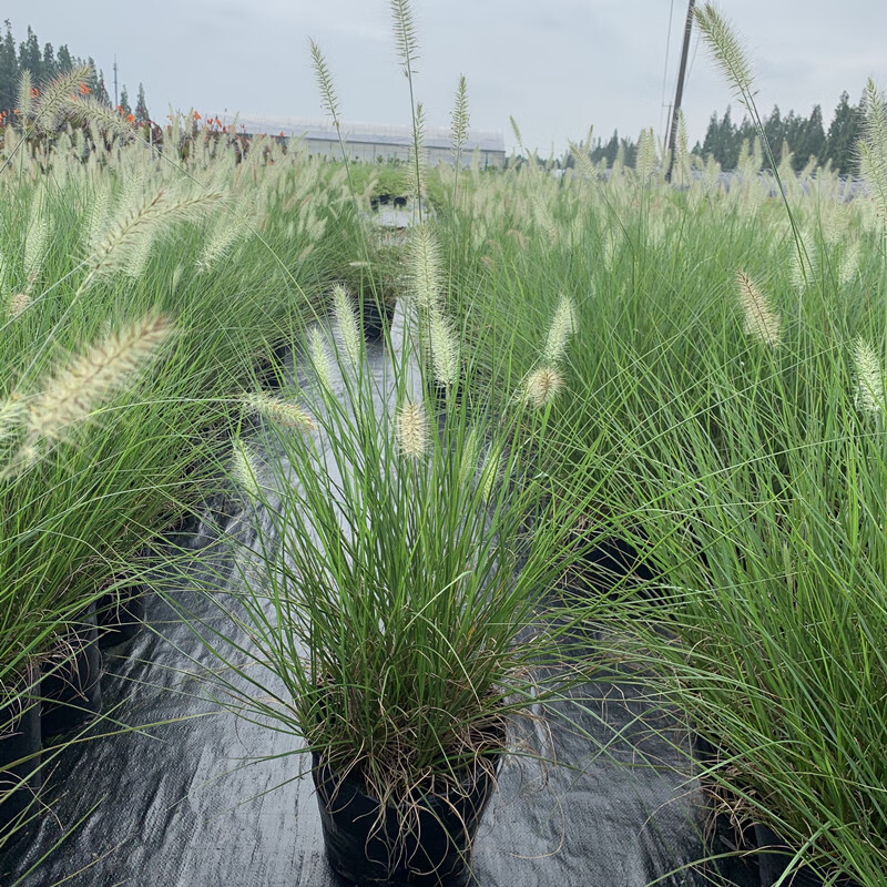 伊美花海正宗矮蒲苇盆栽庭院阳台多年生观赏草四季常绿芦苇花镜种植