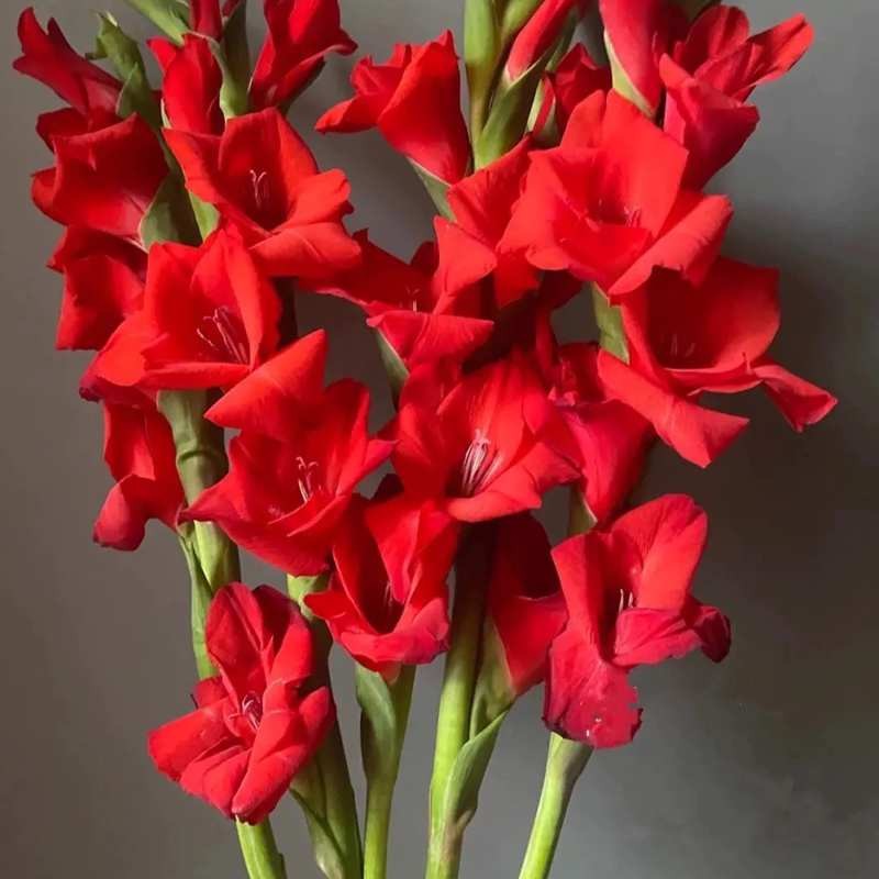 剑兰种球【红色】 5个球 肥料