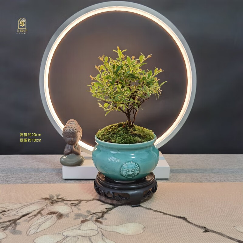 查看绿植盆栽价格走势用什么App|绿植盆栽价格走势图