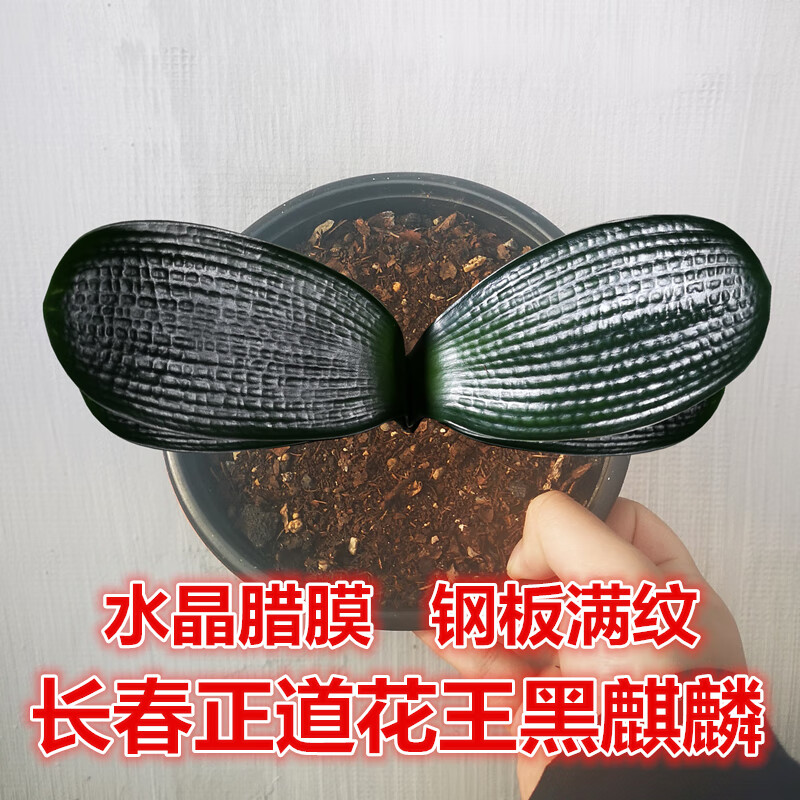 长春精品君子兰 级黑麒麟宽叶麻脸坑纹油匠 短叶绿植盆栽 黑麒麟1叶苗