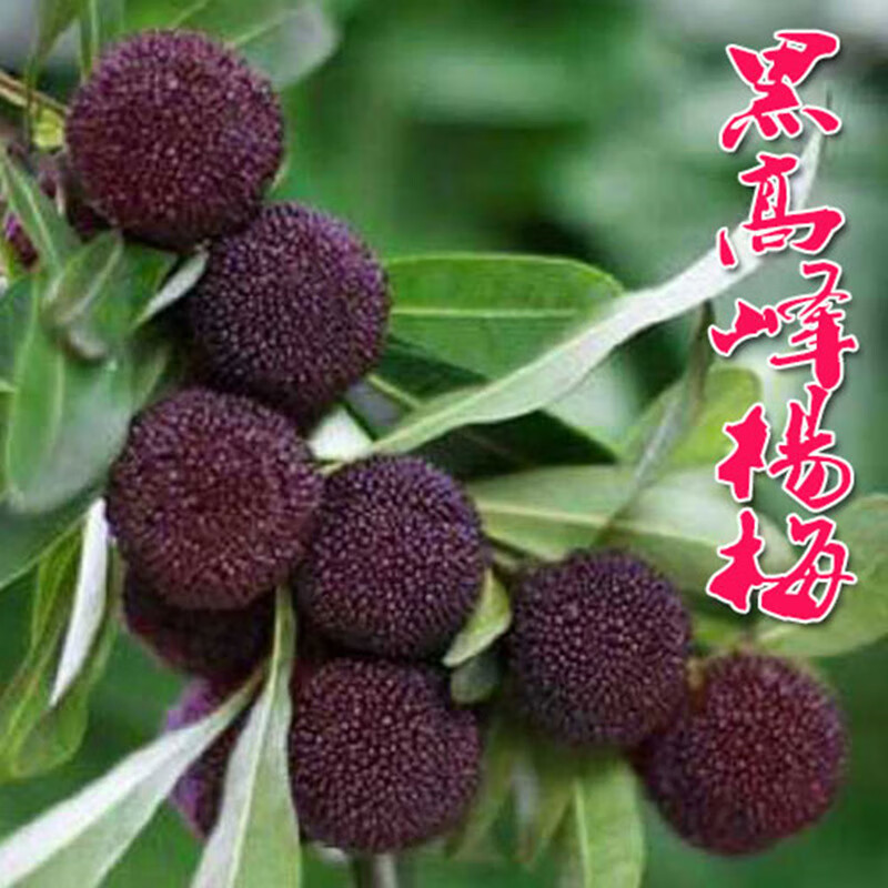 怎么查看苗木的历史价格|苗木价格比较