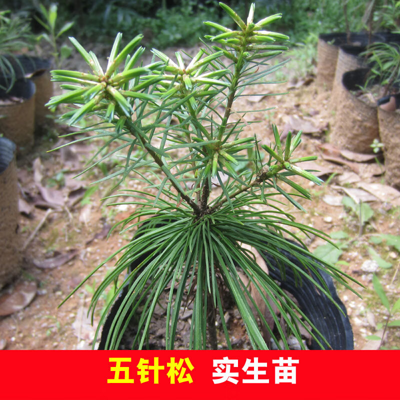 醉春木五针松实生树苗盆景盆栽小品素材苗 树型优美高雅方便造型 高度
