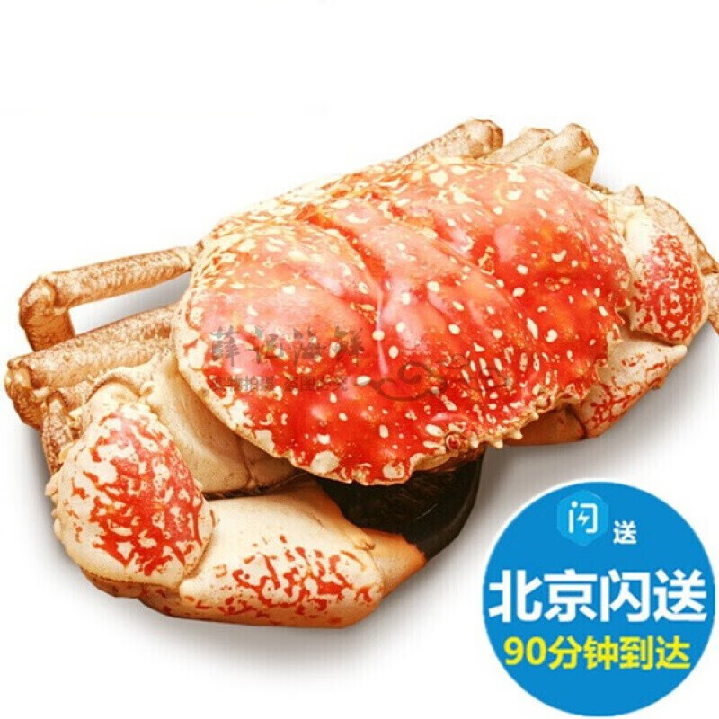 【活鲜】 鲜活澳洲皇帝蟹巨蟹拟滨蟹超大螃蟹进口海鲜水产帝皇蟹 8.0-8.5斤/1只