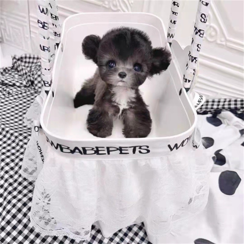 灰泰迪幼犬活体宠物狗狗 茶杯犬 花泰迪狗狗 飞儿泰迪