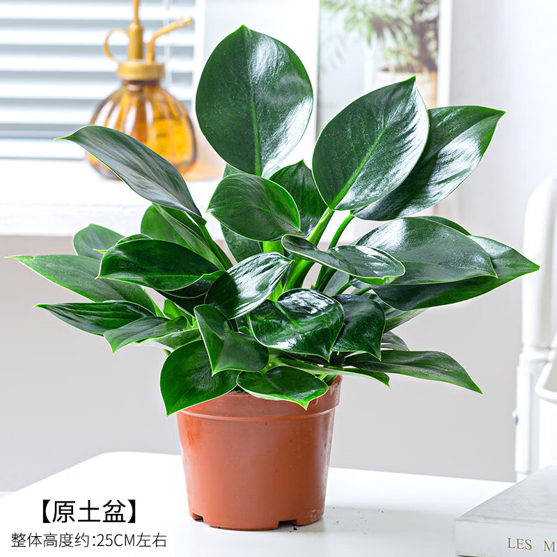 辉客映上 净化空气的植物绿公主钻盆栽办公室内植物吸除去甲醛好养绿