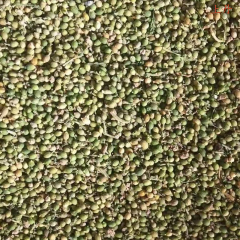 麦黄草籽百蕊草籽小米草子地石榴子百蕊草颗粒小米草 百蕊草子100克