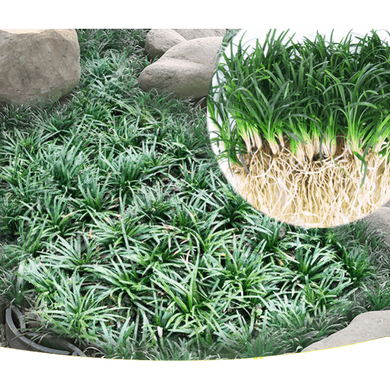 兩小千歲 矮麥冬草正宗玉龍草苗庭院草坪四季常青長(zhǎng)不高耐陰苗木綠化植物 日本矮麥冬50斤 根據(jù)苗的品種