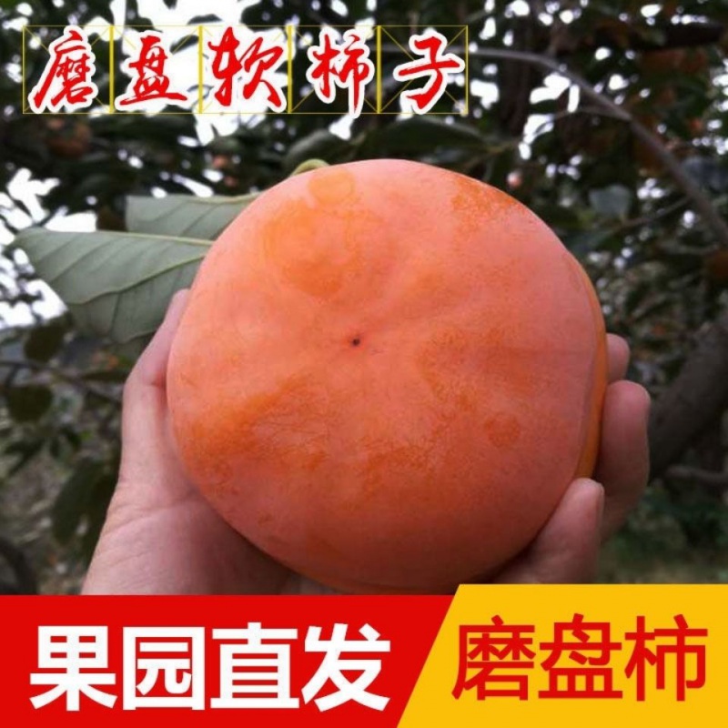 (现货速发)北京房山磨盘柿子 新鲜软柿子 爆甜懒柿盆柿 当季水果 现摘