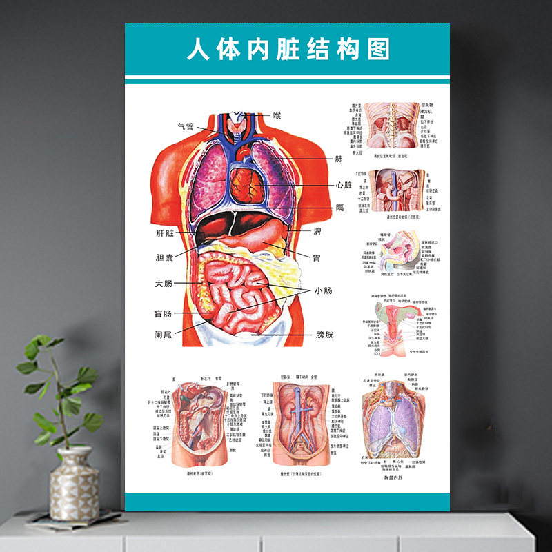 人体肌肉与骨骼分布图 人体解剖彩色学骨骼结构图神经肌肉五脏六腑