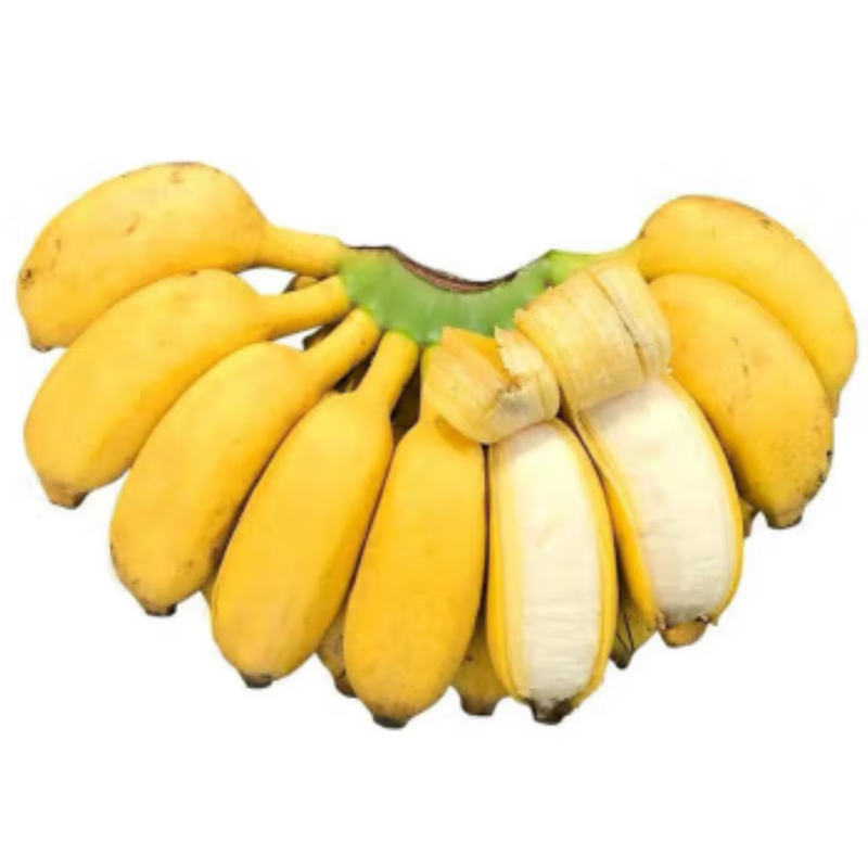 绿鲜集广西正宗小米蕉 新鲜软糯  酸甜小香蕉 现青色现发水果 优选装 5斤