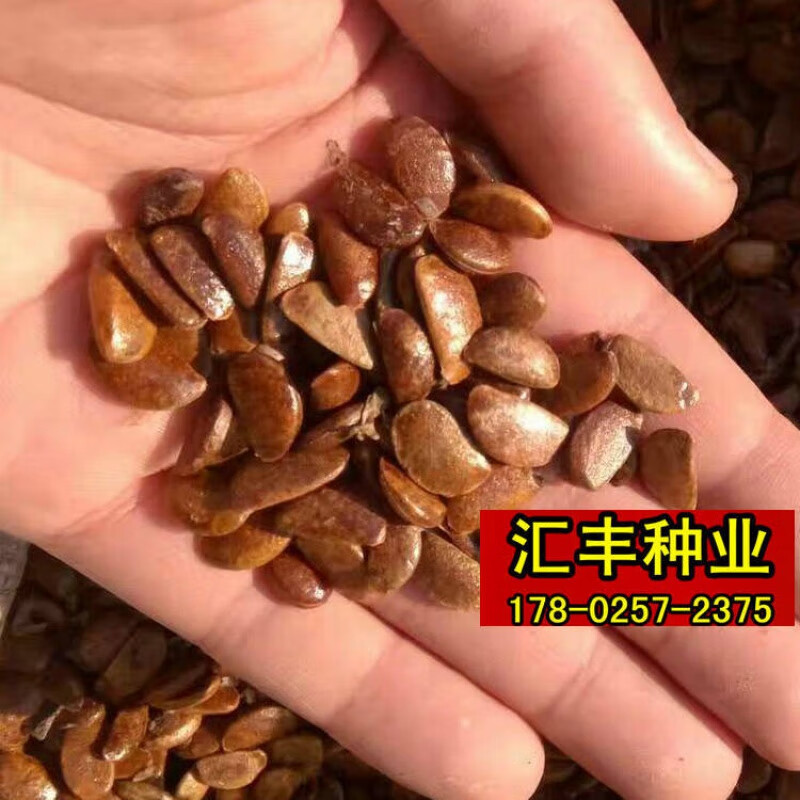 约定软枣种子嫁接柿子树钻木子君迁子野生柿子耐寒黑枣籽 柿子种子1斤