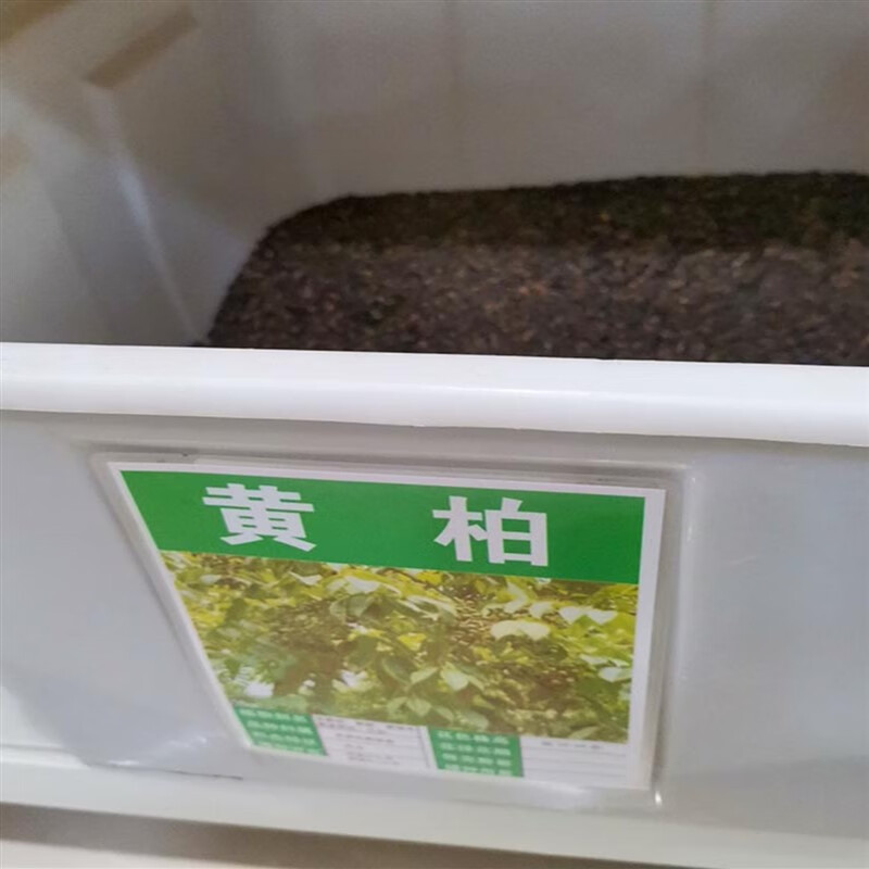 芗苒黄柏种子四季种植用种籽 黄柏种子一斤