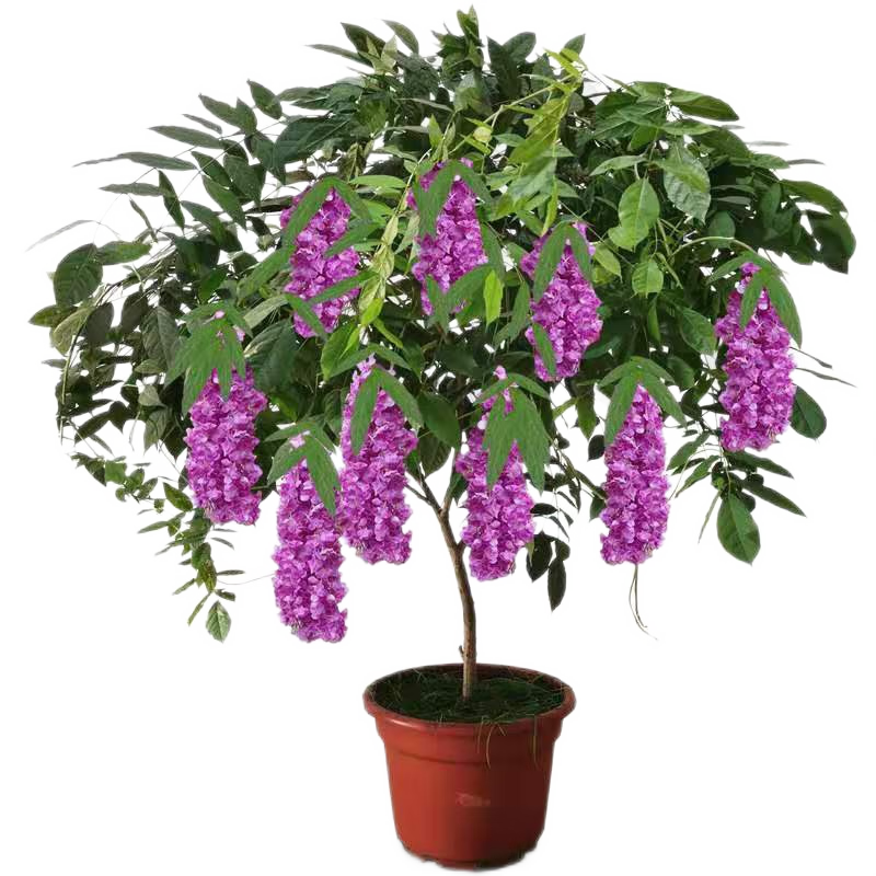 紫藤苗庭院多花紫藤树苗室内阳台紫藤萝盆栽爬墙攀援植物四季爬藤紫藤