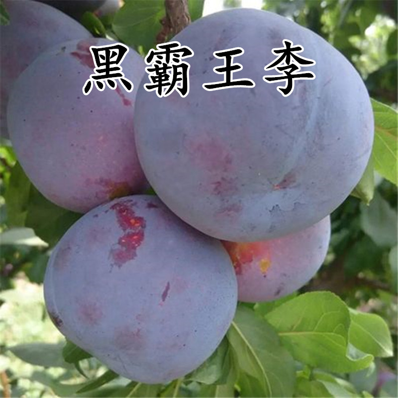 黑霸王李子树苗嫁接早晚熟南北方种植盆栽地栽果树果苗蜂糖李子苗 黑