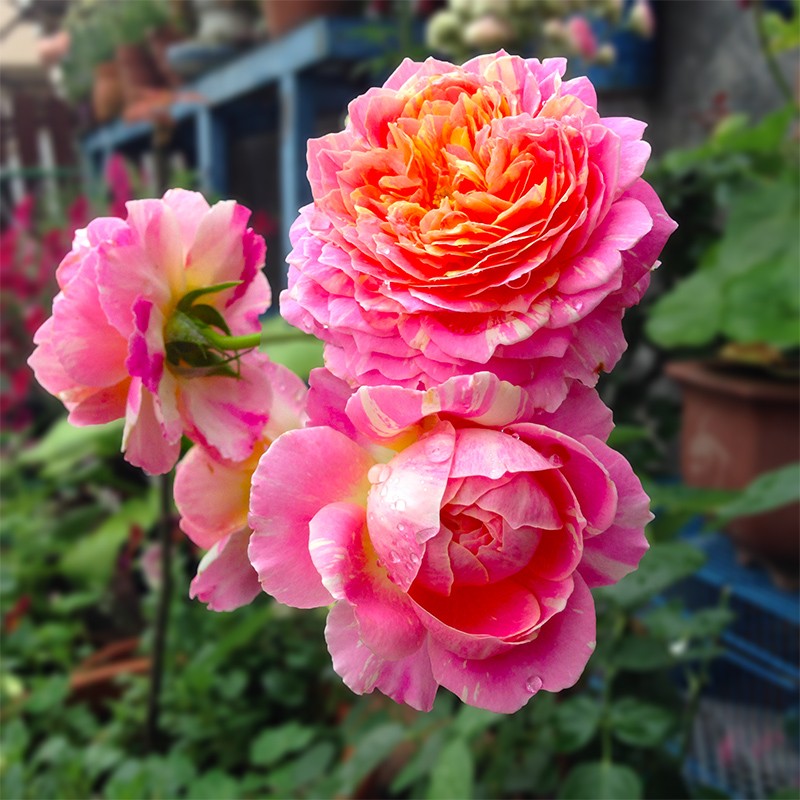 清韵伊人月季花苗当年开花特大花盆栽地载花苗庭院藤本植物金丝雀