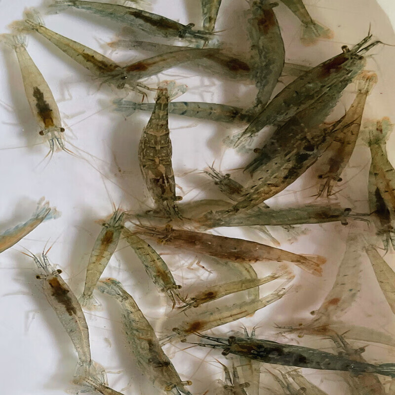 yaho【顺丰速运】黑壳除藻鱼缸草缸清洁鲜活观赏小米活虾活物河虾苗活