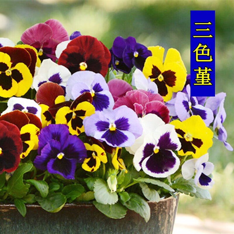 活猫脸花庭院阳台盆栽猫儿脸花籽蝴蝶花混色角堇 三色堇种子(约500粒)