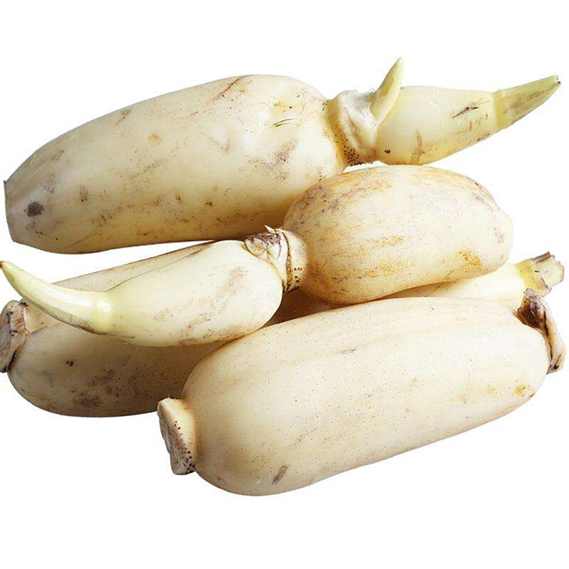 马踏湖鲜藕特产白莲藕凉拌藕生吃藕的水果新鲜脆藕现挖发货 1500g