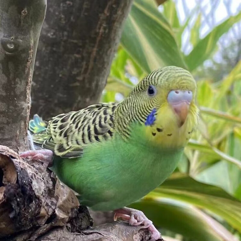 成年可繁殖虎皮鹦鹉活鸟宠物娇凤手养小鸟活物下蛋鹦鹉活体 绿虎皮包