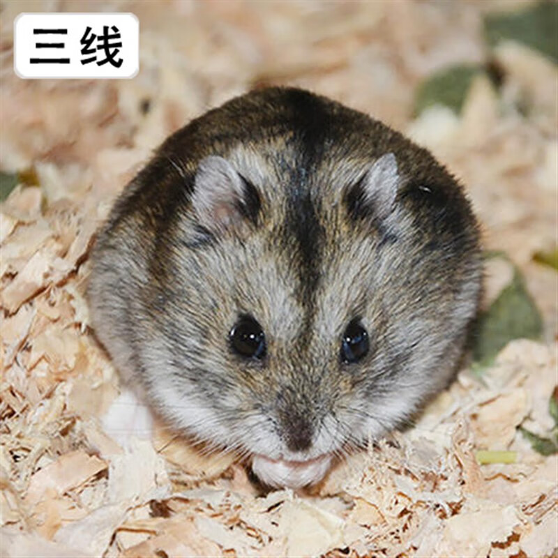 秋颖小仓鼠活物三线银狐一对金丝熊宝宝已打过包活 三线 单只