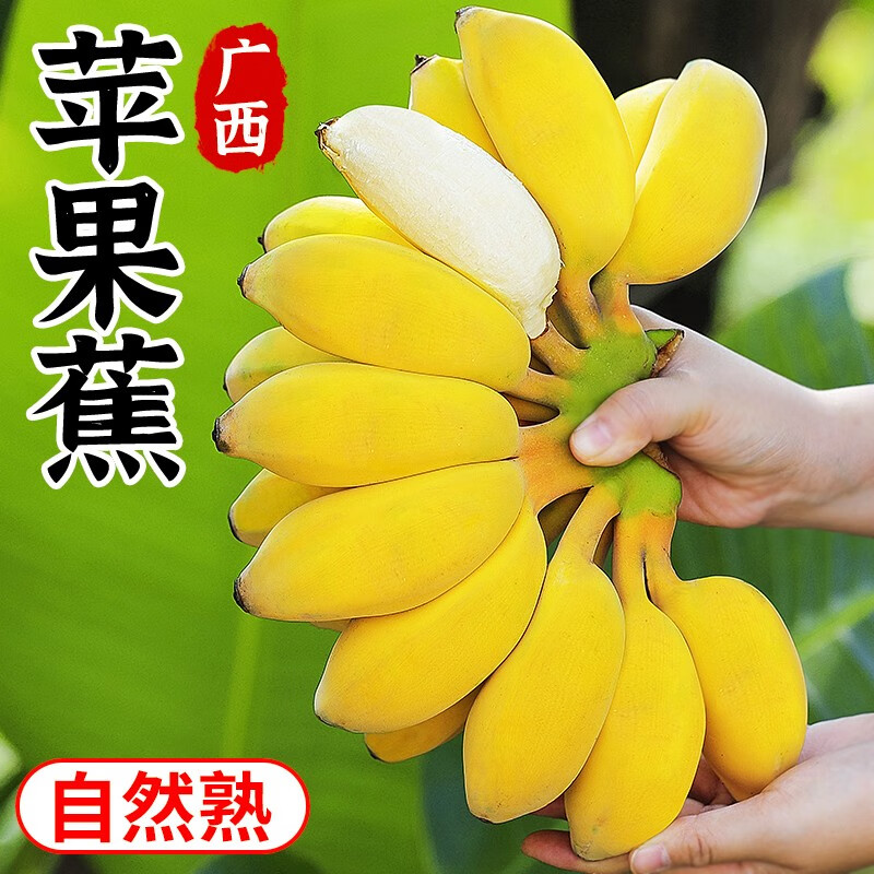 探味君 苹果蕉 小米蕉粉蕉香蕉 新鲜水果 生鲜 9斤