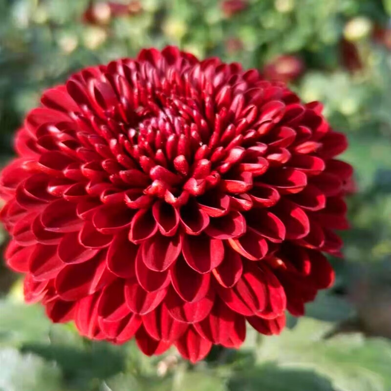 带花苞菊花盆栽菊花苗九月菊千头菊四季球菊四季开花室内花卉植物jy