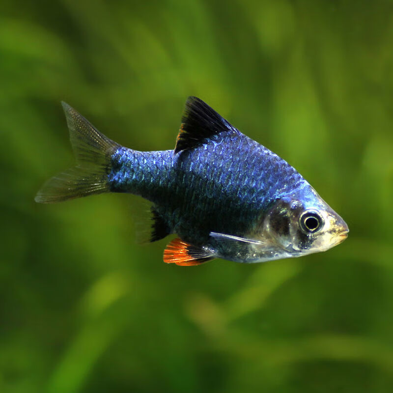 【京选推荐】小型群游鱼好养三间虎皮活鱼淡水鱼金绿虎皮鱼热带观赏鱼