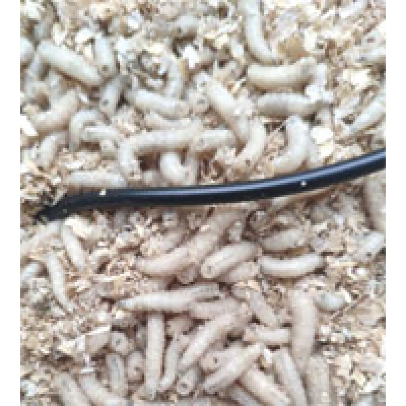 疏傲顺丰生鲜大蛆虫钓饵野钓鱼饵综合钓饵红蛆钓鱼饵白虫活蛆白蛆